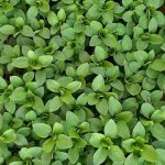 Leaves, Leaves, Leaves