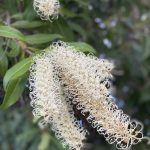 Shrub or scrub?
