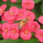 Bees Knees