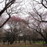 cherry blossom SCRSH